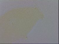 Doryphoribius evelinae image