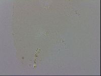Doryphoribius evelinae image