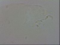 Doryphoribius evelinae image
