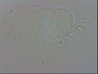 Doryphoribius evelinae image
