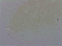 Doryphoribius evelinae image