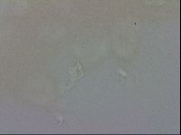 Doryphoribius evelinae image