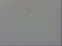 Doryphoribius evelinae image