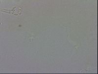 Doryphoribius evelinae image