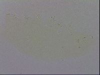 Doryphoribius evelinae image