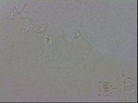 Doryphoribius evelinae image