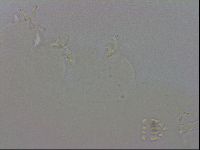 Doryphoribius evelinae image