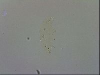 Doryphoribius evelinae image