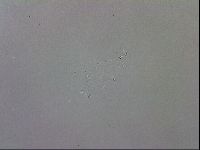 Doryphoribius evelinae image