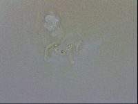 Doryphoribius evelinae image