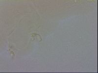 Doryphoribius evelinae image