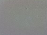 Doryphoribius evelinae image