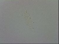 Doryphoribius evelinae image