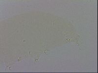 Doryphoribius evelinae image