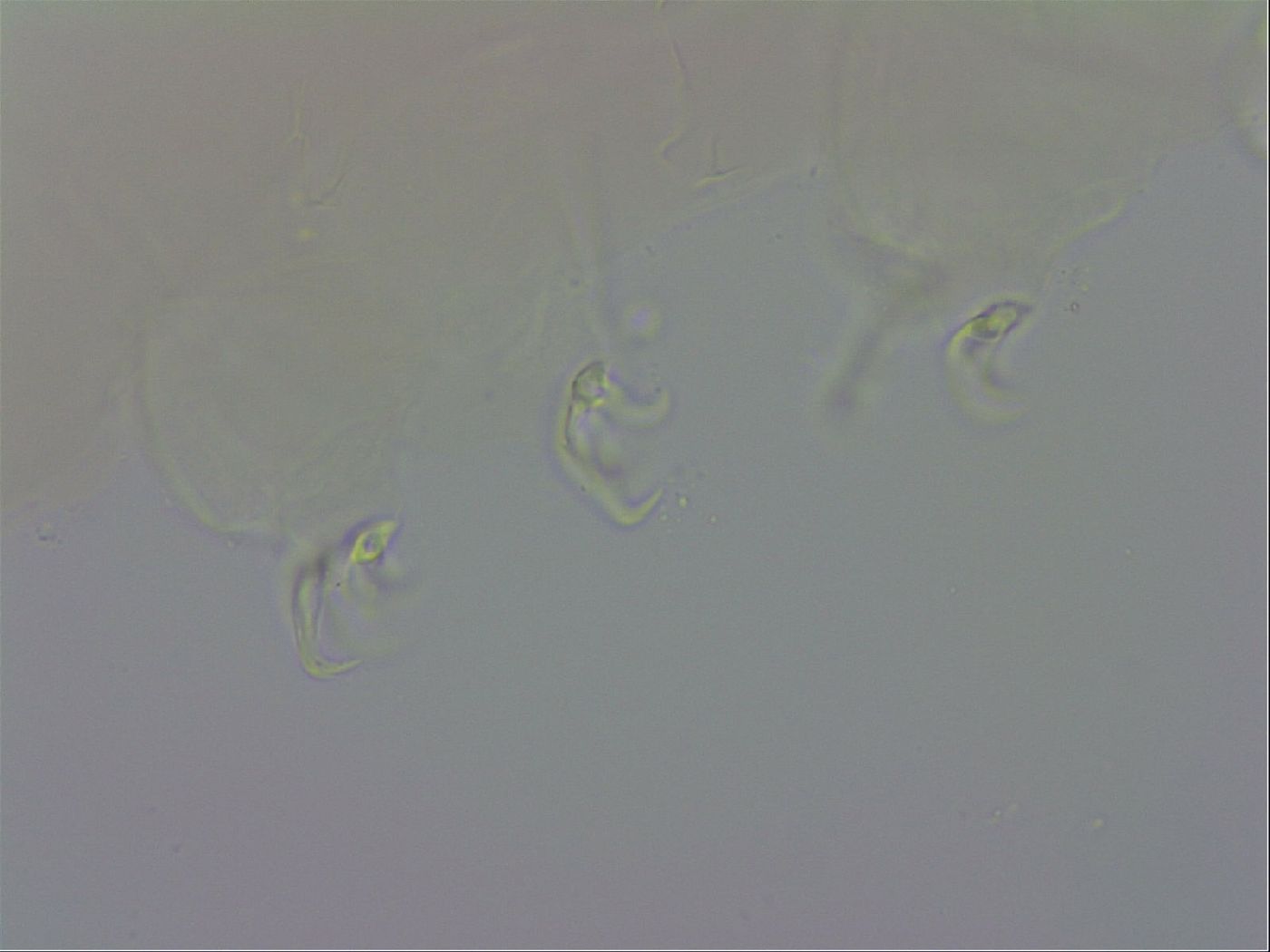 Doryphoribius evelinae image