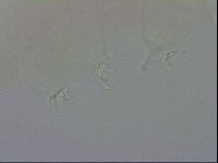 Doryphoribius evelinae image