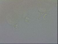 Doryphoribius evelinae image
