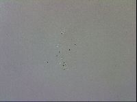 Doryphoribius evelinae image