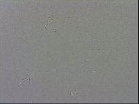 Doryphoribius evelinae image