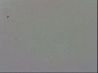 Doryphoribius evelinae image
