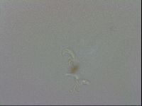 Doryphoribius evelinae image