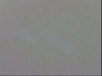 Doryphoribius evelinae image