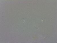 Doryphoribius evelinae image