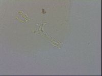 Doryphoribius evelinae image