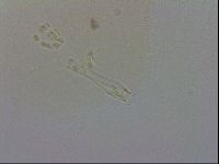 Doryphoribius evelinae image