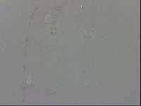 Doryphoribius evelinae image