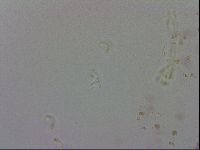 Doryphoribius evelinae image