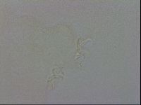 Doryphoribius evelinae image