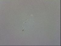 Doryphoribius evelinae image