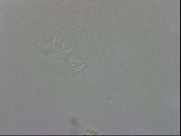 Doryphoribius evelinae image