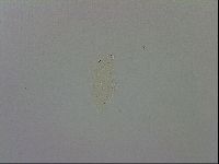 Doryphoribius evelinae image