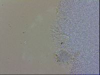 Doryphoribius evelinae image