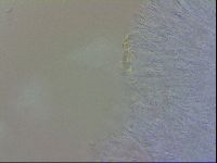 Doryphoribius evelinae image