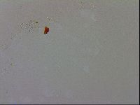 Doryphoribius evelinae image
