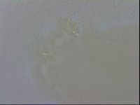 Doryphoribius evelinae image
