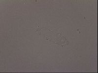 Mesocrista spitzbergensis image