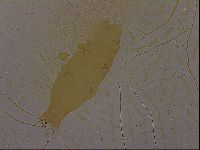 Thulinius augusti image