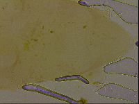 Thulinius augusti image