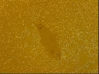 Thulinius augusti image