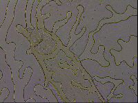 Thulinius augusti image