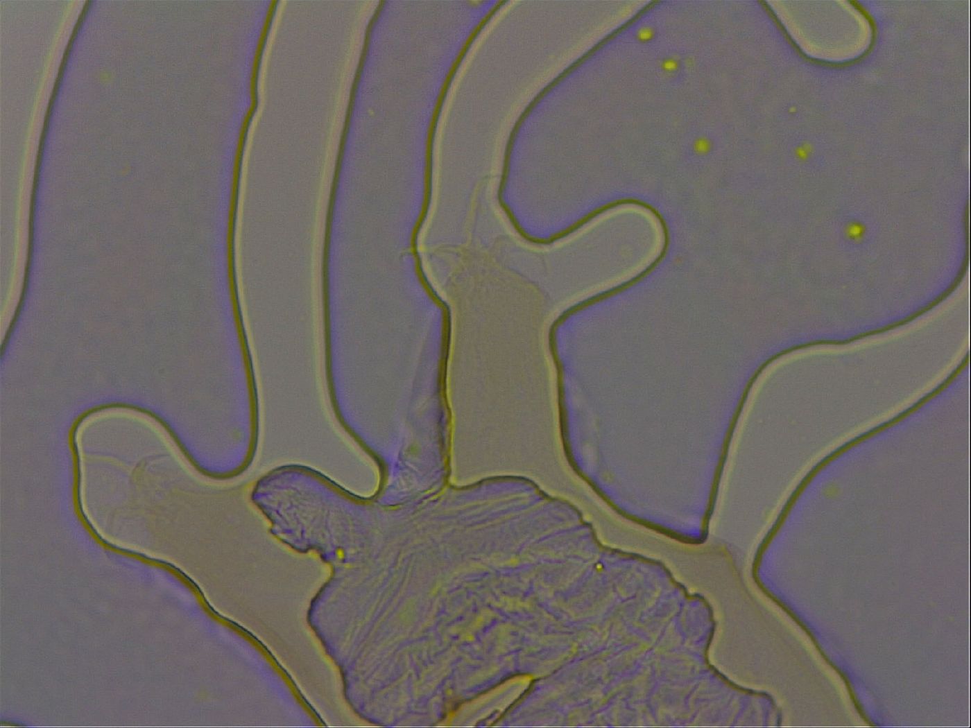 Thulinius augusti image