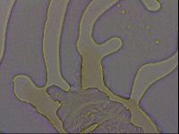 Thulinius augusti image