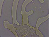 Thulinius augusti image
