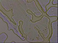 Thulinius augusti image