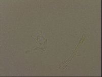 Isohypsibius granulifer image
