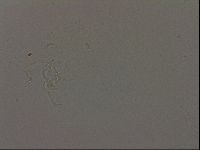 Isohypsibius granulifer image